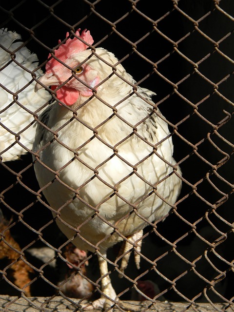 萨内和格纳 萨内和格纳